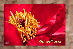 02 get-well-soon
