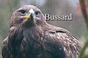 titel-bussard-306