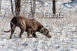 titel-faehrte-306