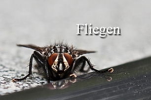 titel-fliegen-306