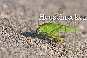 titel-heuschrecken