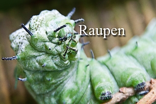 titel-raupen-306