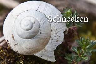 titel-schnecken-306