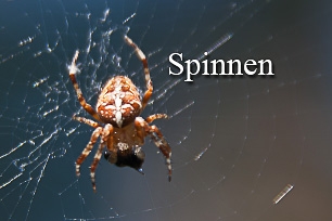 titel-spinnen-306