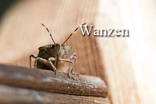 titel-wanzen-306