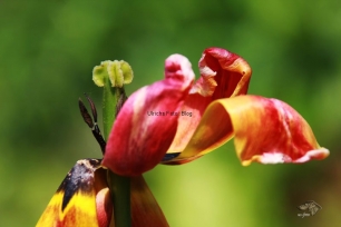 Tulpen