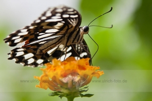 img_6815-1-web