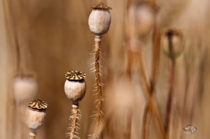 Mohn