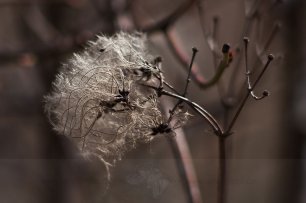 Gewöhnliche Waldrebe