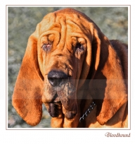 03 bloodhound-web