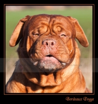 09 bordeaux-dogge-1-web