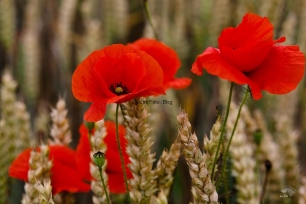 Mohn